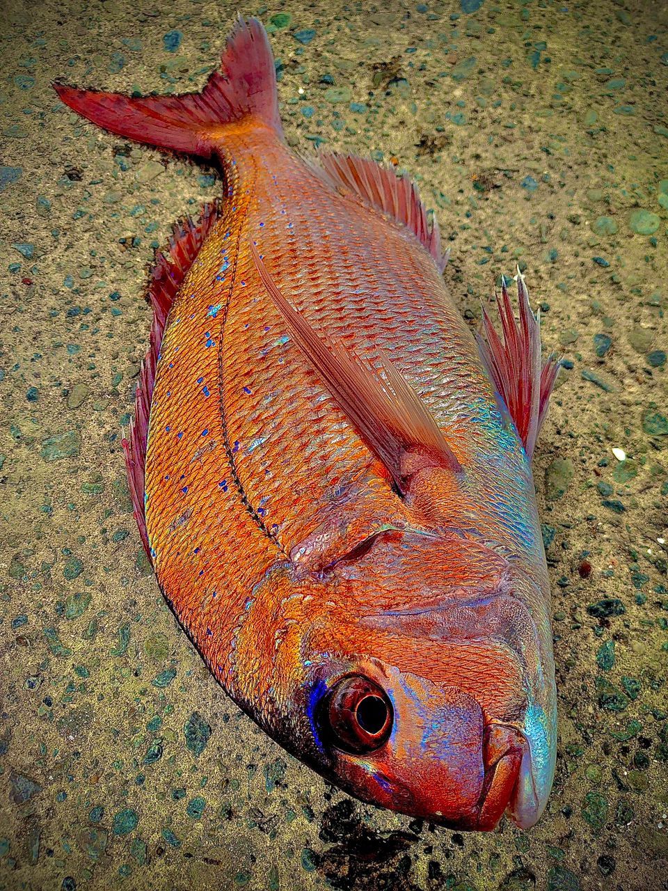 のむけんさんの釣果 2枚目の画像