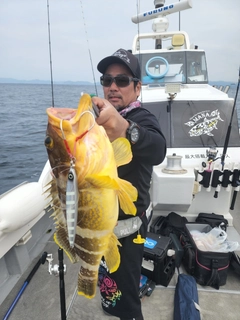 アオハタの釣果