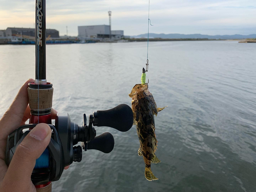 タケノコメバルの釣果