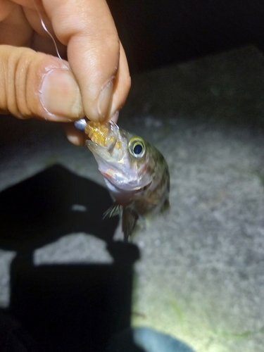 アオメバルの釣果