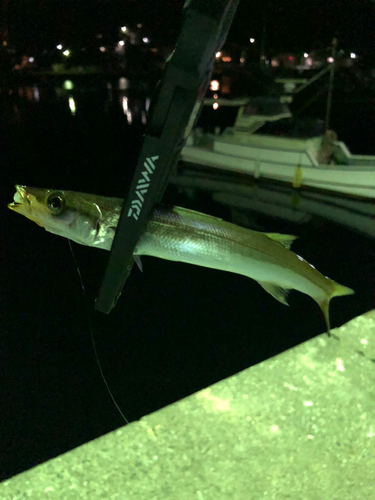 カマスの釣果