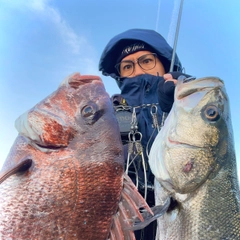 マダイの釣果