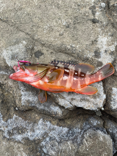 アカハタの釣果