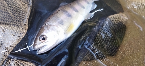 ヤマメの釣果