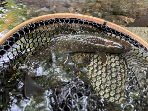 イワナの釣果