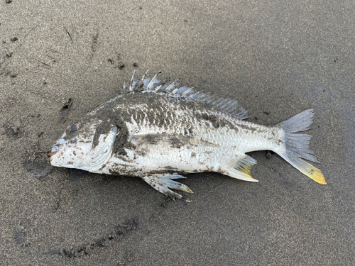 キビレの釣果