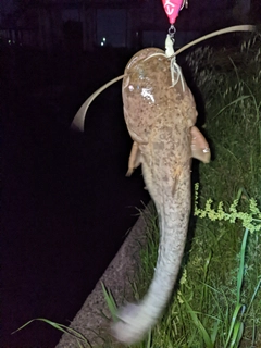 ナマズの釣果