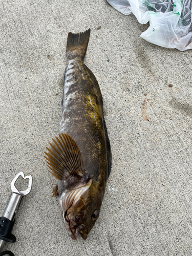 アイナメの釣果