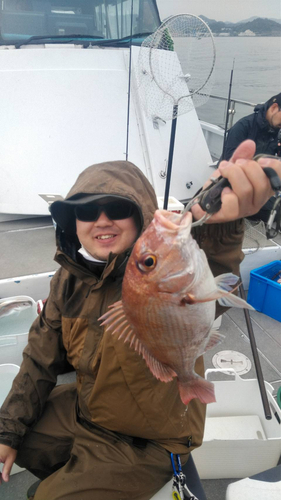 マダイの釣果