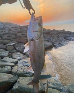 シーバスの釣果