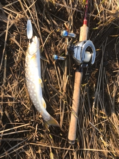 アメマスの釣果