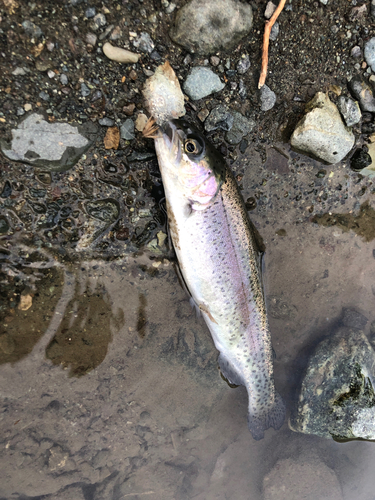 ニジマスの釣果