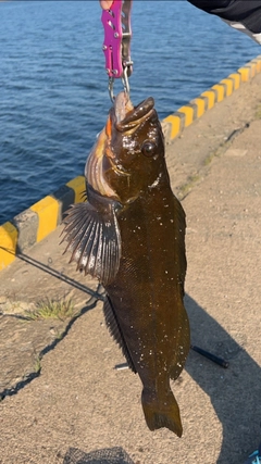 アイナメの釣果