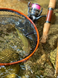 イワナの釣果