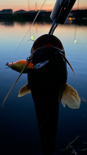 ナマズの釣果