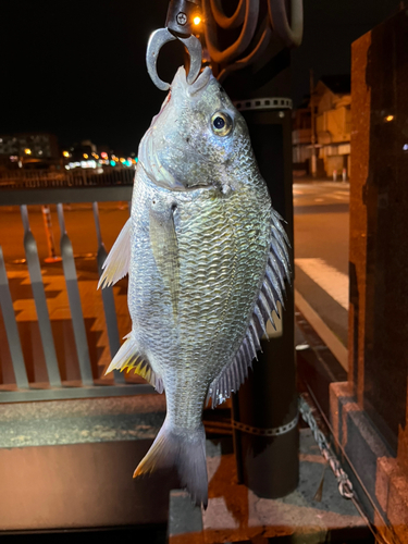 キビレの釣果