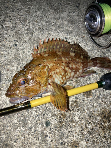 カサゴの釣果