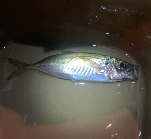 マアジの釣果