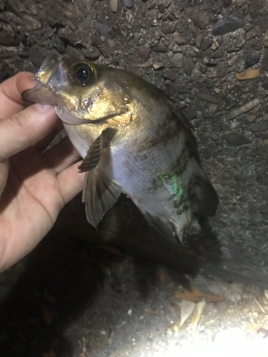 メバルの釣果