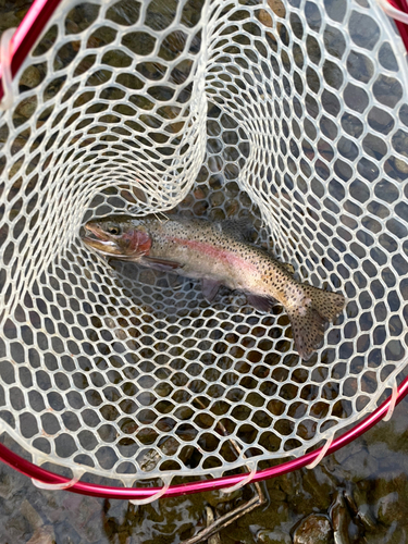 ニジマスの釣果