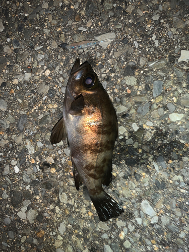 メバルの釣果