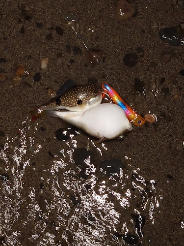 クサフグの釣果