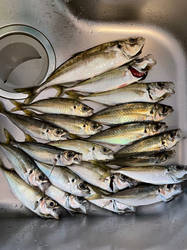 アジの釣果