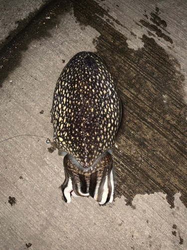 シリヤケイカの釣果