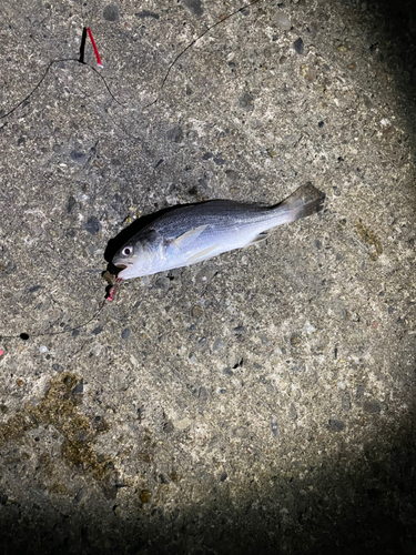 イシモチの釣果