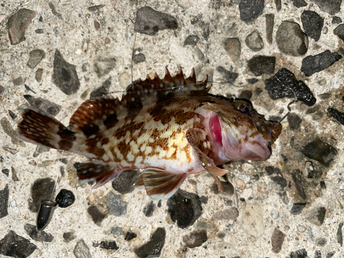 カサゴの釣果