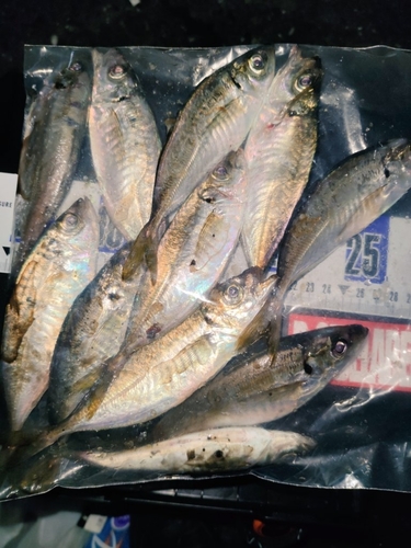 アジの釣果