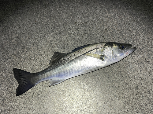 セイゴ（マルスズキ）の釣果