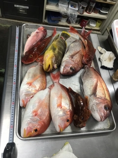 レンコダイの釣果