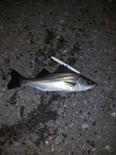 セイゴ（マルスズキ）の釣果