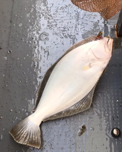 ヒラメの釣果