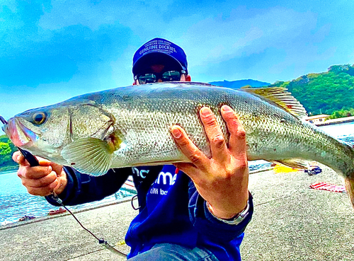 スズキの釣果