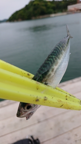 サバの釣果