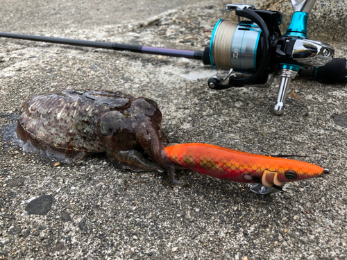 コウイカの釣果