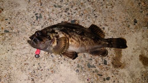 ムラソイの釣果