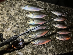 アジの釣果