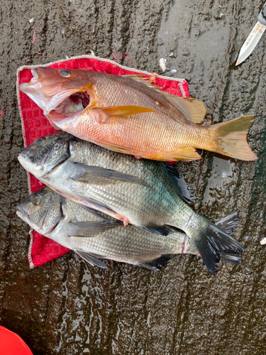 イッテンフエダイの釣果