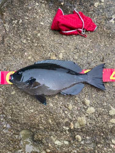 オナガグレの釣果