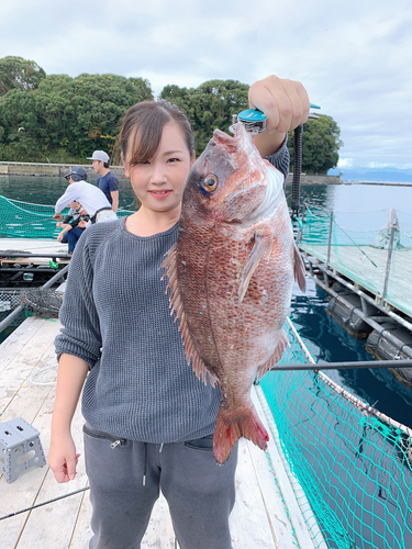 マダイの釣果