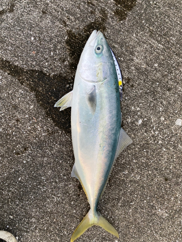 ハマチの釣果