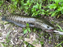 ライギョの釣果