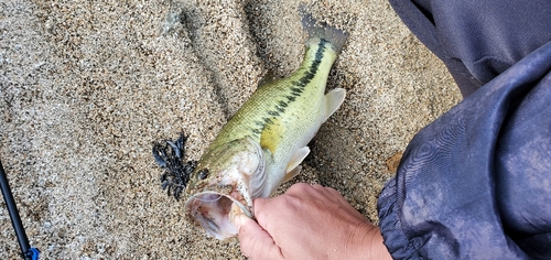 ラージマウスバスの釣果