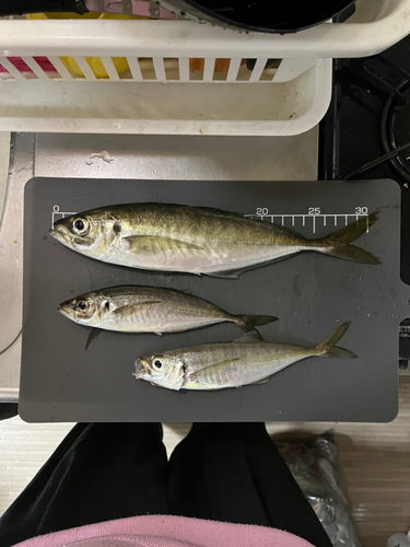 アジの釣果