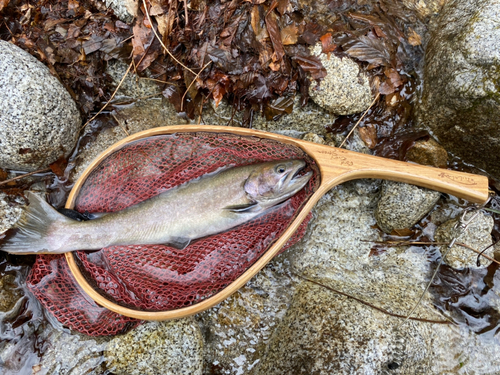 ヤマトイワナの釣果