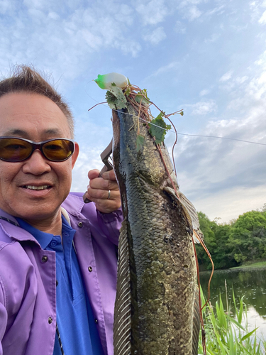 ライギョの釣果