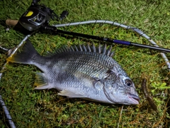 キビレの釣果